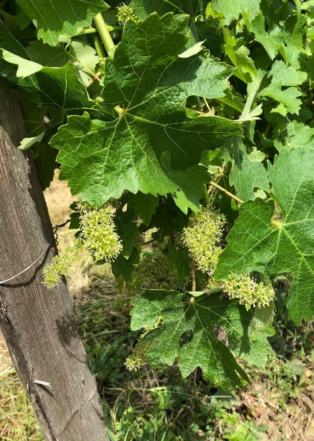 Salleboeuf Chateau Regaldo-Saint Blancard מראה חיצוני תמונה